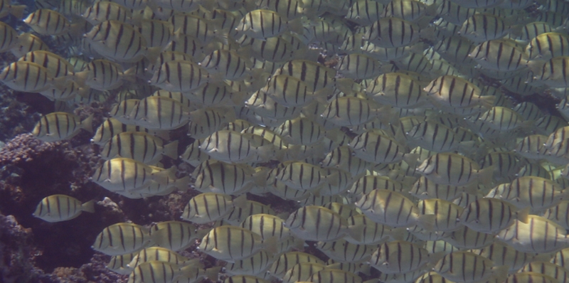 �ь��₭���݂��C�ɂȂ���b��X�������Ɂy�R�v���X�@���r�^�~���V���J�����V�����[�z
���T�C�g